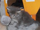Просмотреть foto Отдам даром Отдам котенка в хоорошие руки 33206416 в Набережных Челнах