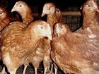Скачать foto Птички Продам курицы Несушки породы Хайсекс Браун 34651449 в Набережных Челнах
