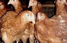 Продам курицы Несушки породы Хайсекс Браун