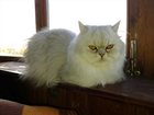 Новое foto Вязка Ищем персидского кота для кошки породы персидская шиншилла (серебристая), 33798389 в Нижневартовске