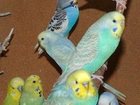 Скачать бесплатно foto Другие животные Попугаи мелким оптом, Авто доставка из Крыма, 32371800 в Нижнем Новгороде