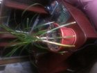 Уникальное изображение Растения Продам Драцена (пальма счастья) 33622615 в Нижнем Новгороде