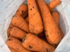 Свежее изображение Репчатый лук Морковь оптом продажа отличное качество 72993150 в Нижнем Новгороде