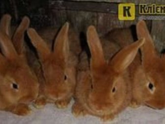 Просмотреть изображение  продам кроликов породы баран фландр и новозеландцы белые и рыжие 32691133 в Воткинске