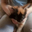 Кошечка Донской сфинкс с сибирской кошкой