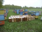 Смотреть foto Другие животные Пчелопакеты в продаже 32416271 в Новосибирске