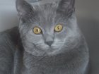 Просмотреть foto Потерянные Потерялся дымчато-голубой британский кот 33028622 в Новосибирске
