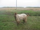 Увидеть foto Другие животные продам козла 33266164 в Новосибирске