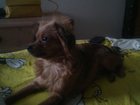 Уникальное фото Найденные потерялась собака 34150370 в Новосибирске