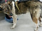 Смотреть фотографию Найденные Найдена собака, похожая на сибирскую лайку 34378163 в Новосибирске