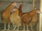   foto      36424792  