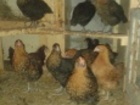 Уникальное изображение Птички Цыплята, подростки, куры и петушки породы Московская Черная 36424844 в Новосибирске