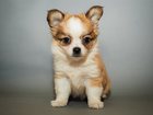 Смотреть foto Собаки и щенки Очаровательные детки чихуахуа 32422467 в Обнинске