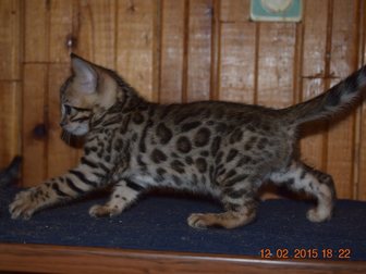 Свежее фото Кошки и котята Чистокровные бенгальские котята 32460079 в Обнинске