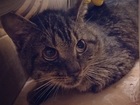 Новое фотографию Отдам даром - приму в дар Отчаявшийся котик ищет дом! 47321844 в Одинцово