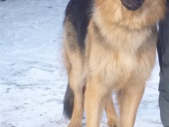 Новое фотографию Вязка собак Предлагаем кабеля для вязки 33796561 в Одинцово