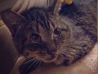 Скачать бесплатно фотографию Отдам даром - приму в дар Отчаявшийся котик ищет дом! 47321844 в Одинцово