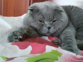 Новое foto Вязка кошек Вислоухий шотландский кот 69212172 в Одинцово