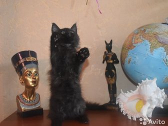 Предлагаются к продаже котята мейн-кун, 04, 01, 2020 г,   Два котика окрас черный мраморный, один котик черный солидный и кошечка черный солидный,  Котята будут в Одинцово