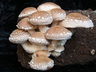 Просмотреть foto Комнаты «Охотимся» на грибы шиитаке дома! 34980325 в Орле