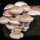 «Охотимся» на грибы шиитаке дома