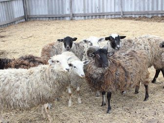 Смотреть изображение Другие животные Продам овец, баранов и ягнят романовской породы 32798892 в Орле
