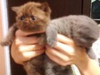 Увидеть изображение  Продаём шотландских котят с набитой плюшевой шерсткой 32525967 в Оренбурге