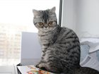 Увидеть foto  Нужен котик для вязки 33531374 в Перми
