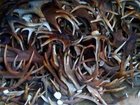 Уникальное фотографию Охота рога лося куплю 34463330 в Перми