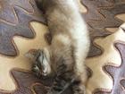 Смотреть foto  домашняя кошка ждет кота на вязку 68965123 в Перми