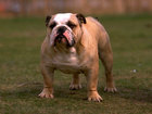 Уникальное фотографию Вязка собак Английский бульдог 38626167 в Петрозаводске