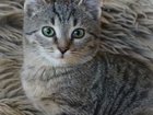 Котёнок Трюфель, 2,5 месяца в добрые руки