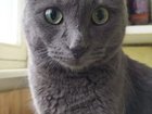 4 марта потерялся серый кот