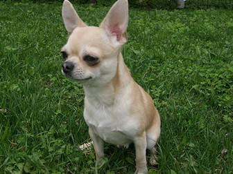 Новое изображение Вязка собак Вязка кобель чихуахуа 38695203 в Подольске