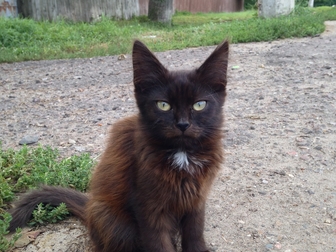 Смотреть фотографию Отдам даром - приму в дар Шоколадные котятки ищут новый дом 40027623 в Подольске