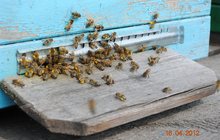 пчелосемьи продам