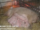 Новое фотографию Другие животные Реализуем поросят с доставкой по области 33956357 в Пскове