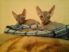 Увидеть foto Кошки и котята Продам котенка 32513161 в Ростове-на-Дону