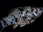 Просмотреть фотографию Аквариумные рыбки Продам моллинезий 33824743 в Ростове-на-Дону