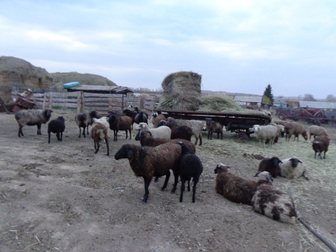 Новое фото Другие животные продам телку и овец 33645536 в Рубцовске