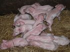 Скачать бесплатно фото Другие животные Продажа маленьких поросят мясной породы 33940319 в Ржеве