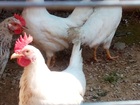 Новое изображение  Продам цыплят бройлеров 38762019 в Сафоново