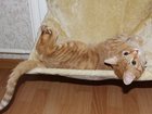 Увидеть фото Вязка Вязка кошек 32293554 в Санкт-Петербурге
