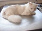 Уникальное foto Услуги для животных Стрижка кошек выезд на дом 32845382 в Санкт-Петербурге