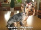 Увидеть фото  Стрижка собак и кошек на дому в Спб, 33177404 в Санкт-Петербурге