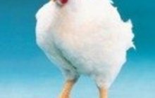 Комбикорм Гроуэр для цыплят-бройлеров