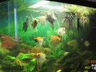 Скачать бесплатно foto Аквариумные рыбки ПРОДАЮ 35281610 в Саратове