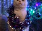 Свежее фотографию Вязка шотландский вислоухий кот ищет кошечку 38469092 в Саратове