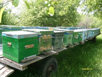 Увидеть foto  пчелосемьи 32497159 в Саратове