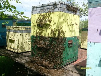 Увидеть изображение  пчелосемьи 32497159 в Саратове